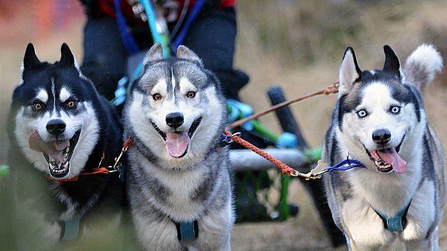 The Siberian HuskyClub of Great Britain Aviemore Sled Dog Rally offers great thrills, whatever the weather. Photo credit:Stuart Gordon