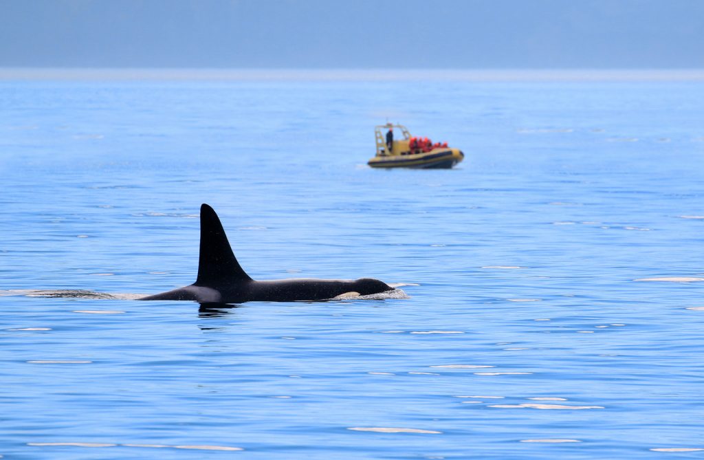 Male Orca Killer whale swimming, with whale watching boat in the background
