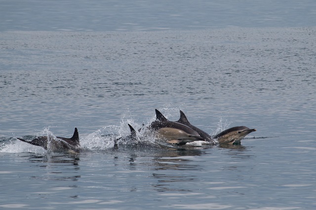 Common Dolphins are very social creatures. If you are fortunate enough to come across a large group it can be a truly mesmerising spectacle! Photo credit: James West